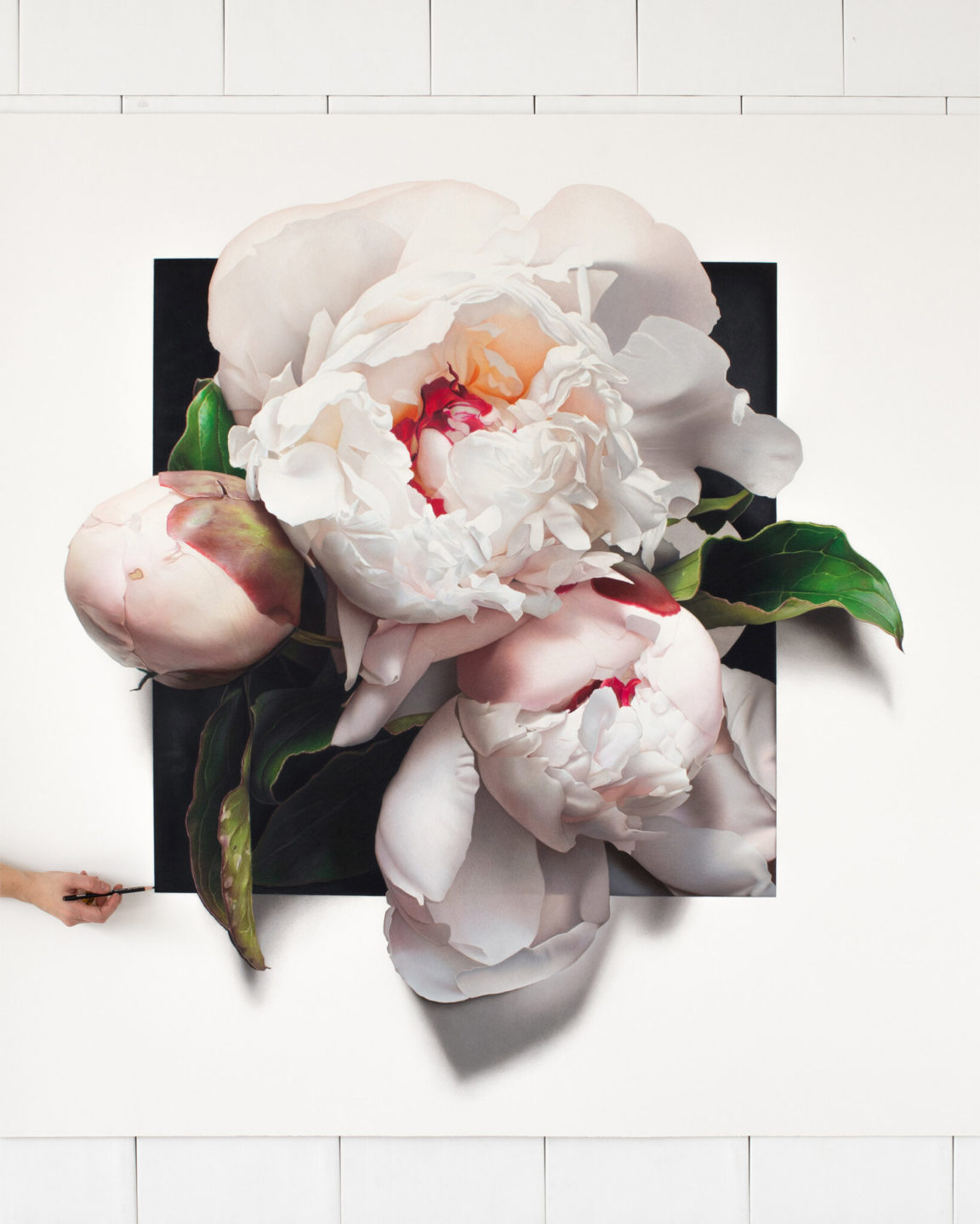 Hyperrealistic flowers drawings by CJ Hendry